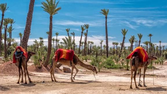 Marrakech: Camel Ride in the Palmeraie Oasis